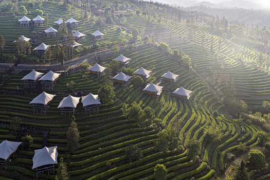 Aerial view of terraced tea plantations with luxury glamping tents nestled on the green hillsides under soft morning light in Puer Yunnan China.