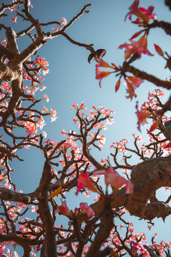 View of blooming Desert Rose flowers on a gnarled tree branch against a clear blue sky in Socotra Yemen. View of blooming Desert Rose flowers on a gnarled tree branch against a clear blue sky in Socotra Yemen.