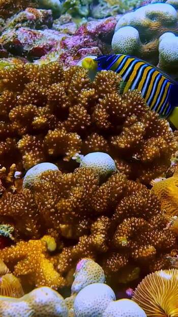 View of a royal angelfish swimming among vibrant coral reefs Indonesia. View of a royal angelfish swimming among vibrant coral reefs Indonesia.