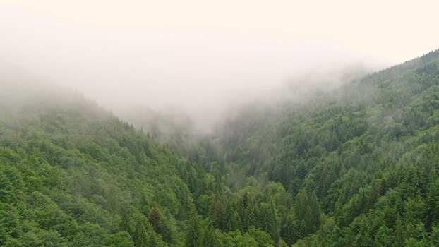 Aerial view of dense forest in a misty valley Romania. Aerial view of dense forest in a misty valley Romania.