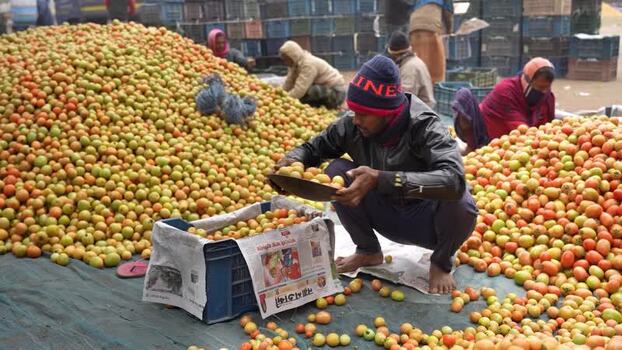 View of workers sorting tomatoes at a market in Bogura Bangladesh. View of workers sorting tomatoes at a market in Bogura Bangladesh.