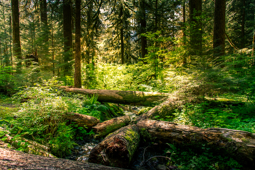 View of Olympic National Park with mossy logs lush ferns and sunlight filtering through the dense temperate rainforest canopy in Port Angeles Washington United States.
