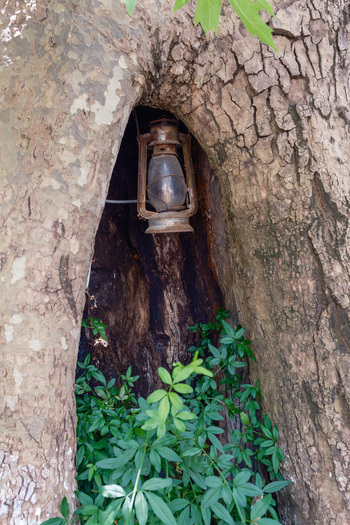 View of an old rusty oil lantern hanging inside a hollow tree trunk with green plants growing at the base in Qeparo Fshat Vlore County Albania. View of an old rusty oil lantern hanging inside a hollow tree trunk with green plants growing at the base in Qeparo Fshat Vlore County Albania.