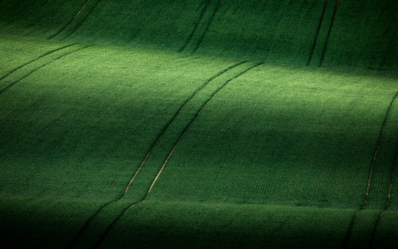 View of rolling green hills with tractor tracks in the agricultural fields of Sardice South Moravian Region Czechia. View of rolling green hills with tractor tracks in the agricultural fields of Sardice South Moravian Region Czechia.