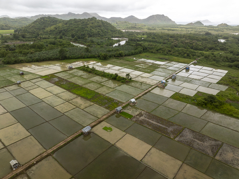 Aerial view of rice paddies with small huts and lush green hills in the background in West Nusa Tenggara Indonesia. Aerial view of rice paddies with small huts and lush green hills in the background in West Nusa Tenggara Indonesia.