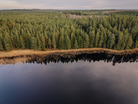Aerial view of a pristine forest lake with calm dark water reflecting the sky surrounded by a dense evergreen pine forest in the Nordic wilderness Smiltene Smiltene Municipality Latvia.