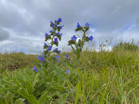 View of Vipers Bugloss flowers blooming in a grassy field under a cloudy sky in Gloucestershire United Kingdom.