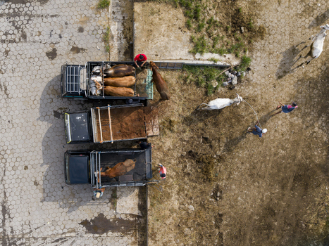 Aerial view of the Animal Market Prambanan with trucks transporting cattle and people working on the ground in Kecamatan Prambanan Jawa Tengah Indonesia. Aerial view of the Animal Market Prambanan with trucks transporting cattle and people working on the ground in Kecamatan Prambanan Jawa Tengah Indonesia.