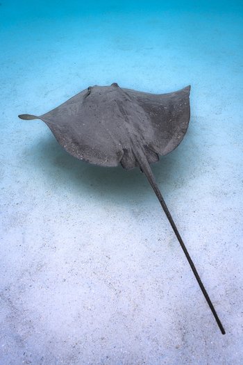 View of a stingray gliding over the sandy seabed in clear turquoise water in Moorea Maiao Windward Islands French Polynesia.