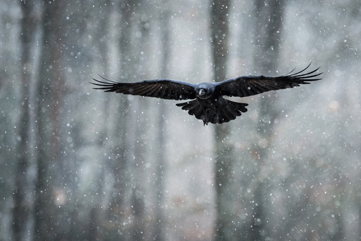 View of a black raven flying through a snowy forest with soft focus trees in the background in Debrzno Pomeranian Voivodeship Poland.