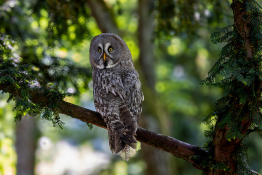 View of a Great Grey Owl perched on a mossy tree branch surrounded by lush green foliage in a forest Selestat Grand Est France.