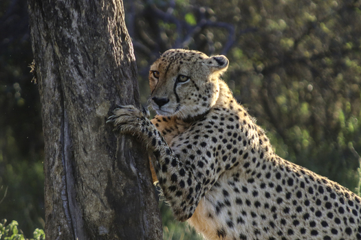 View of a cheetah scratching its claws on a tree trunk at Tumbeta Private Game Reserve in Thabazimbi Limpopo South Africa.