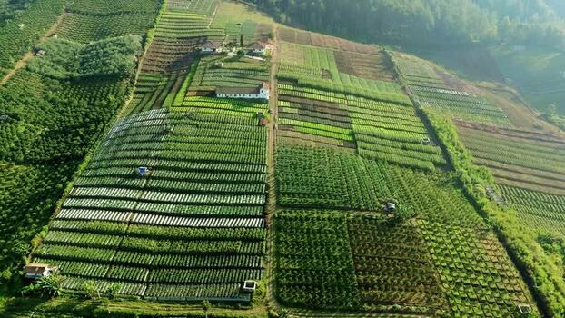 Aerial view of agricultural fields in Batu Indonesia.