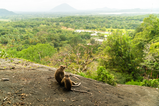 View of two monkeys sitting on a rock overlooking the lush tropical landscape and distant hills from the Dambulu Rock Inscription in Dambulla Central Province Sri Lanka.