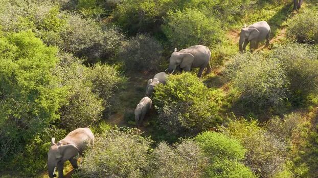 Aerial view of elephants in the bush South Africa.