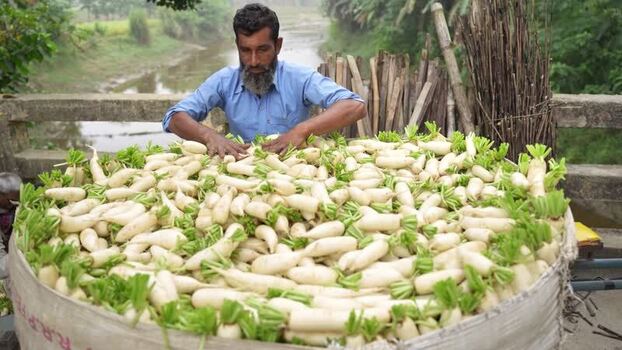 View of a man sorting white radishes in a large basket Bangladesh. View of a man sorting white radishes in a large basket Bangladesh.