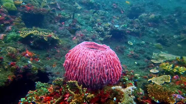 View of a vibrant pink barrel sponge on a coral reef in Indonesia.