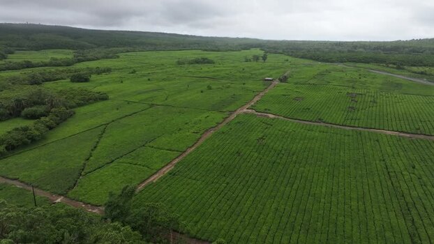 Aerial view of Bois Cheri tea plantation in Mauritius. Aerial view of Bois Cheri tea plantation in Mauritius.