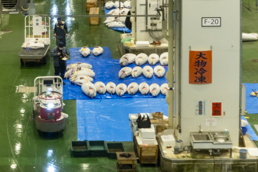 Koto City Japan 25 January 2026 View of frozen tuna laid out on blue tarps for auction at the Block 6 Fisheries Intermediate Wholesale Market Building in Toyosu Market. Koto City Japan 25 January 2026 View of frozen tuna laid out on blue tarps for auction at the Block 6 Fisheries Intermediate Wholesale Market Building in Toyosu Market.