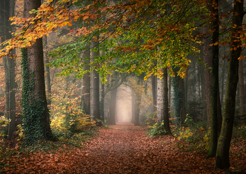 View of Asserbos forest in autumn with vibrant orange and green foliage a path covered in fallen leaves and misty atmosphere in Assen Drenthe Netherlands. View of Asserbos forest in autumn with vibrant orange and green foliage a path covered in fallen leaves and misty atmosphere in Assen Drenthe Netherlands.