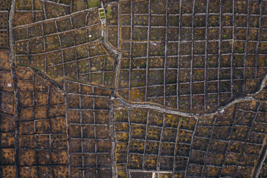 Aerial view of traditional vineyards divided by volcanic stone walls in a geometric grid pattern Biscoitos Azores Portugal. Aerial view of traditional vineyards divided by volcanic stone walls in a geometric grid pattern Biscoitos Azores Portugal.