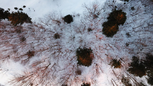 Aerial view of the snow covered forest at Col de la Faucille with bare deciduous trees and evergreen conifers illuminated by warm golden hour light in Gex Auvergne Rhone Alpes France.