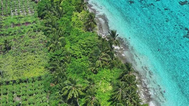 Aerial view of lush palm trees and turquoise waters in Thoddoo Maldives. Aerial view of lush palm trees and turquoise waters in Thoddoo Maldives.