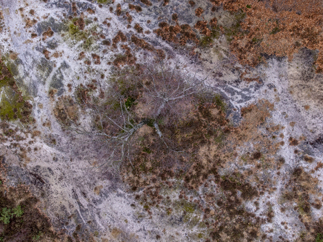 Aerial view of a lone tree standing amidst the winter landscape its bare branches contrasting with the mottled earth Soesterberg Utrecht Netherlands.