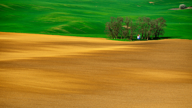 View of the rolling landscape of Moravia with a small chapel nestled among trees surrounded by vibrant green and golden brown fields in Brno City District South Moravian Region Czechia.