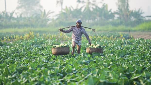View of a farmer carrying cauliflower in a field Bangladesh. View of a farmer carrying cauliflower in a field Bangladesh.