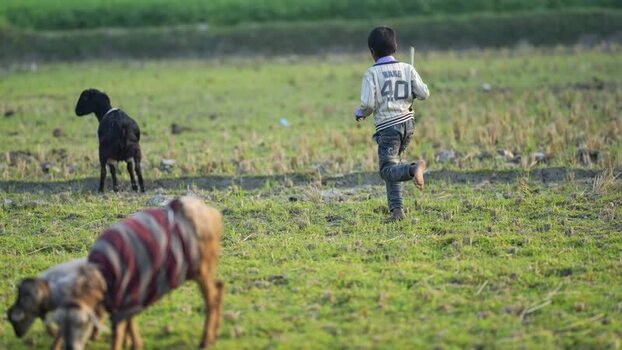 View of a boy running through a field with goats Bangladesh.