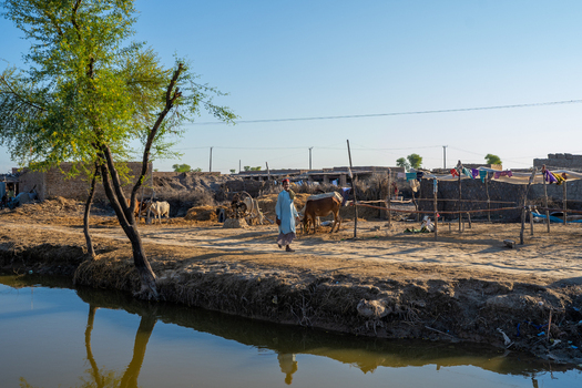 View of a man walking near a cow in a rural area of Jacobabad with mud structures and a small canal in the foreground Jacobabad Sindh Pakistan.