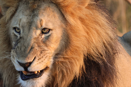 View of a male lion with a thick golden mane and intense eyes during sunset in Waterberg District Municipality Limpopo South Africa.
