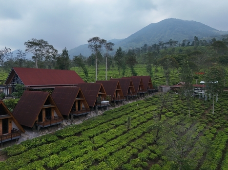 Aerial view of Kebun Teh Panama with rows of tea bushes and wooden A frame cabins in Kecamatan Garung Jawa Tengah Indonesia. Aerial view of Kebun Teh Panama with rows of tea bushes and wooden A frame cabins in Kecamatan Garung Jawa Tengah Indonesia.
