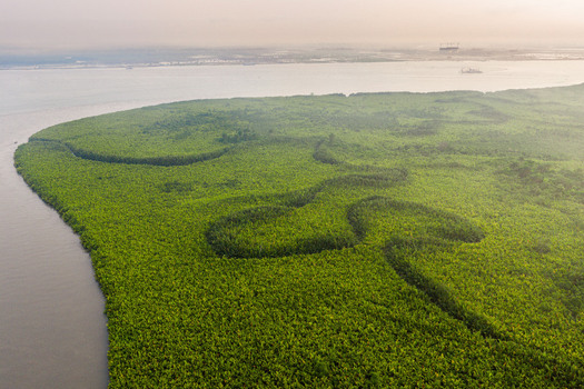 Aerial view of a lush green mangrove forest along a winding river in the Niger Delta region Opobo Town Rivers Nigeria. Aerial view of a lush green mangrove forest along a winding river in the Niger Delta region Opobo Town Rivers Nigeria.