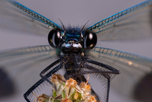 View of a macro close up of a blue damselfly with large black eyes and iridescent wings perched on a flower in Wittenheim Grand Est France.