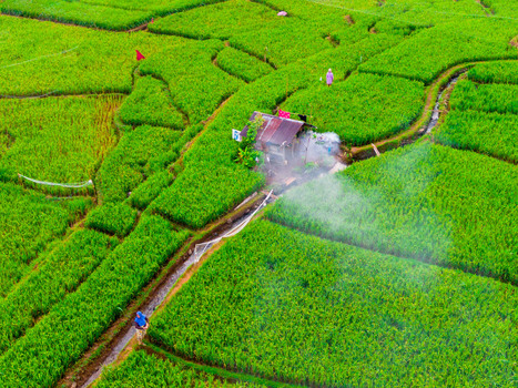 Aerial view of Taba Tembilang rice fields with a small wooden hut irrigation channels and farmers working in the lush green landscape in Arga Makmur Bengkulu Indonesia. Aerial view of Taba Tembilang rice fields with a small wooden hut irrigation channels and farmers working in the lush green landscape in Arga Makmur Bengkulu Indonesia.