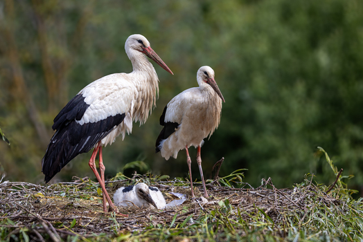View of two adult white storks standing in a large nest with their young chick against a backdrop of lush green trees in Selestat Grand Est France.