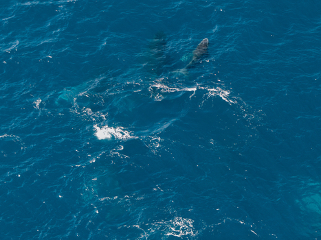 Aerial view of whales swimming in the deep blue ocean waters near Long Reef Headland in Collaroy New South Wales Australia. Aerial view of whales swimming in the deep blue ocean waters near Long Reef Headland in Collaroy New South Wales Australia.