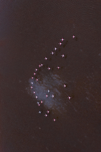 Aerial view of a scattered group of flamingos standing in the dark waters their pink plumage contrasting with the somber tones San Pedro del Pinatar Region of Murcia Spain. Aerial view of a scattered group of flamingos standing in the dark waters their pink plumage contrasting with the somber tones San Pedro del Pinatar Region of Murcia Spain.