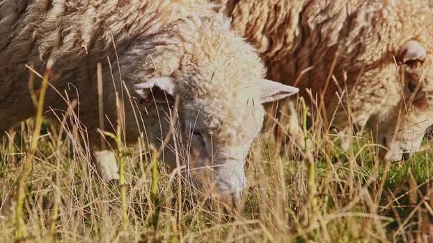 View of two sheep grazing in a field New Zealand.