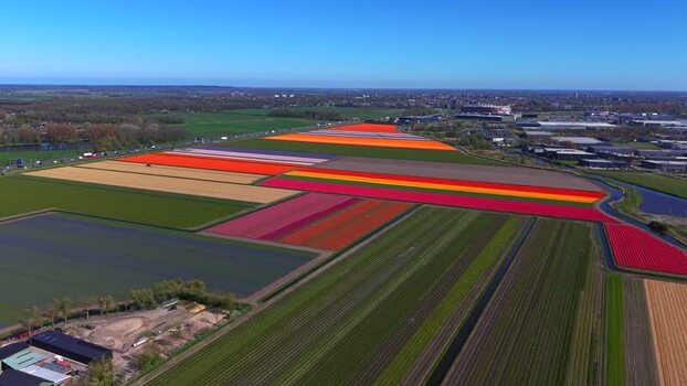 Aerial view of vibrant tulip fields with colorful stripes Netherlands.