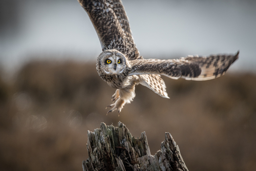 View of a short eared owl with striking yellow eyes and spread wings landing on a weathered wooden stump in Delta British Columbia Canada. View of a short eared owl with striking yellow eyes and spread wings landing on a weathered wooden stump in Delta British Columbia Canada.