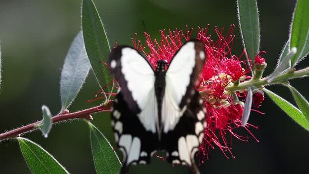 View of a butterfly on a red flower France.
