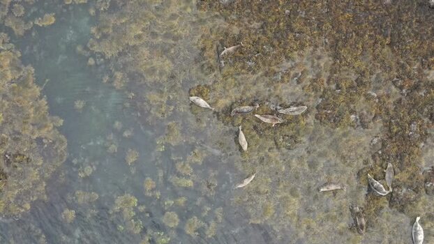 Aerial view of seals on the rocky shore of Skye United Kingdom. Aerial view of seals on the rocky shore of Skye United Kingdom.
