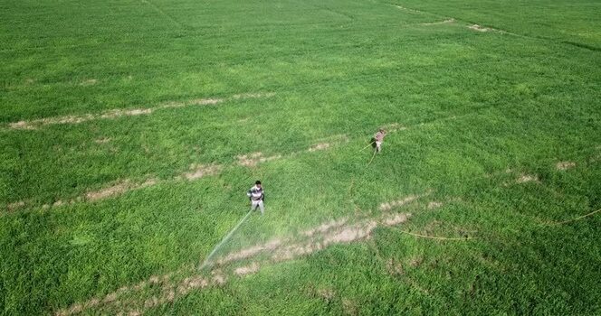 Aerial view of farmers spraying pesticides in green fields India.