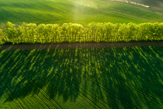 Aerial view of lush green fields in Moravia with a line of trees casting long shadows during golden hour in Brno City District South Moravian Region Czechia.