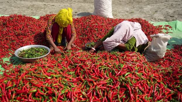 View of women sorting red chili peppers in Bogura Bangladesh. View of women sorting red chili peppers in Bogura Bangladesh.