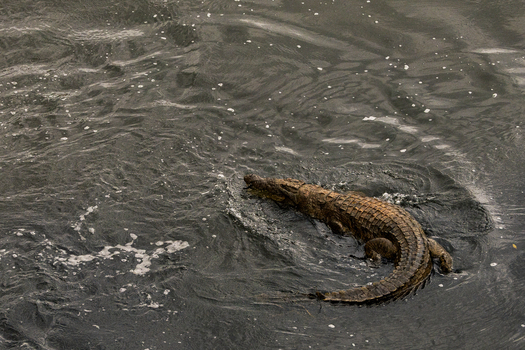 Aerial view of a crocodile lurks in the dark rippling waters its textured scales contrasting with the smooth surface Mpumalanga South Africa.