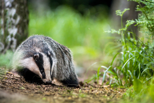 View of a European badger foraging on the forest floor with lush green vegetation and trees in the background in Debrzno Pomeranian Voivodeship Poland.